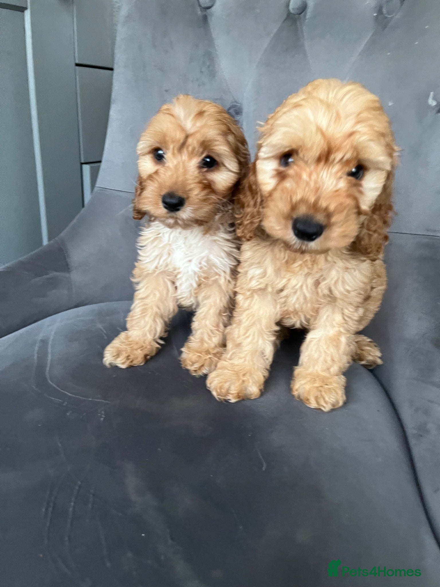 Cockapoo dogs F1 Show cockapoos (ready now) - Advert 2