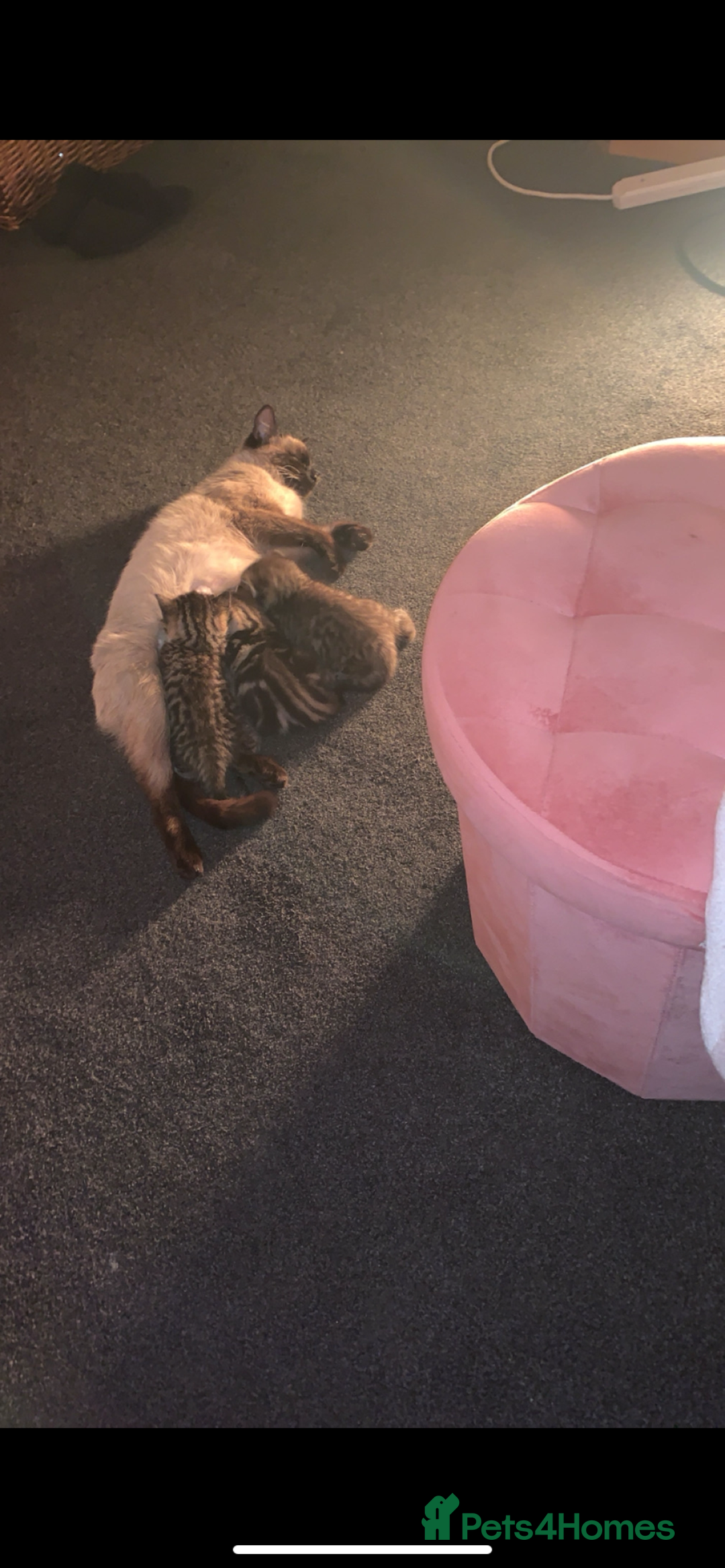 Mixed Breed cats for sale: Kitten for sale  - Image 5