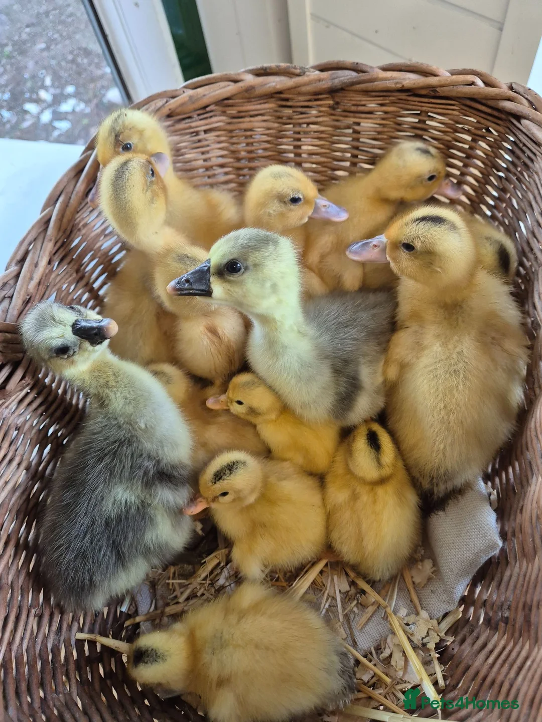 Ducks poultry for sale: Miniature silver appleyard duckling  - Advert 1