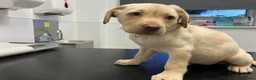Labrador Retriever dogs for sale: Gorgeous Labrador puppies for sale - Advert 7