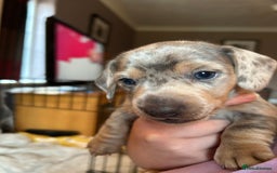 Miniature Dachshund dogs for sale: Mini dachshund puppies 6 weeks - Advert 23