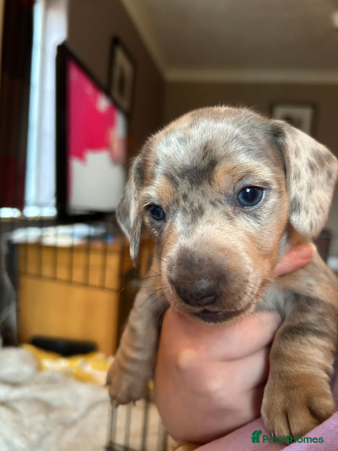 Miniature Dachshund dogs for sale: Mini dachshund puppies 6 weeks - Advert 23