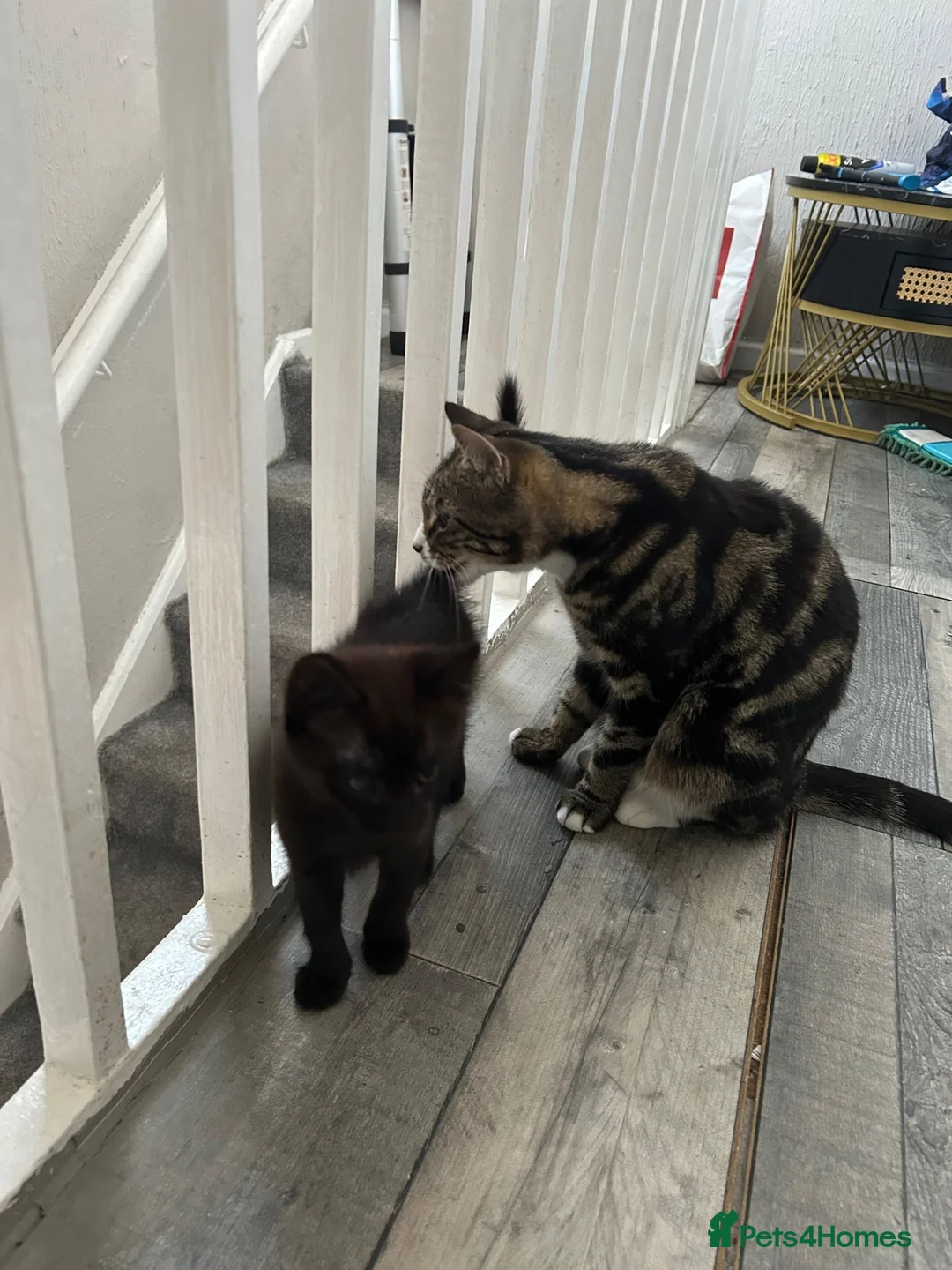 Mixed Breed cats for sale: Kitty 🐱  - Advert 1