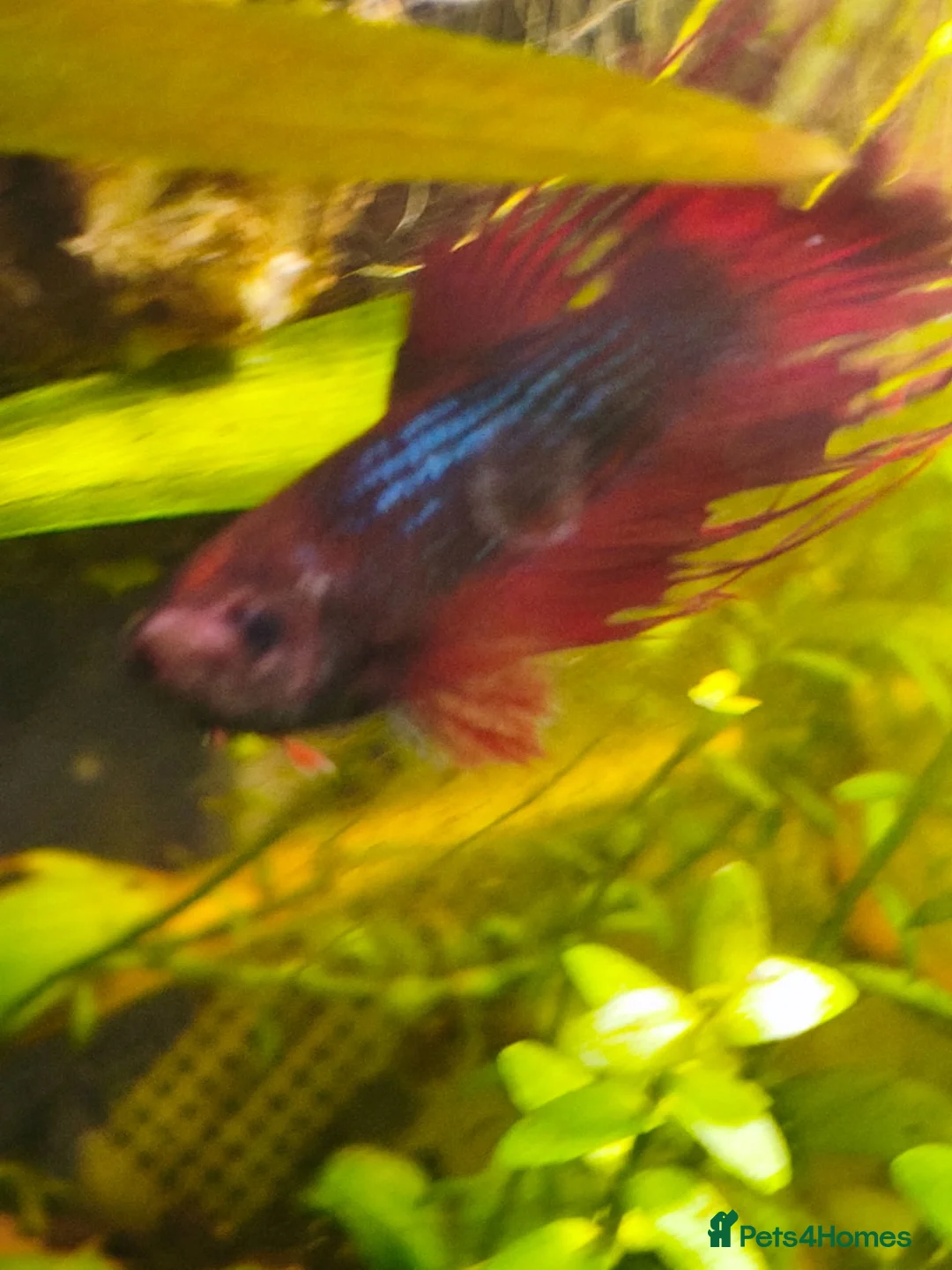 Bettas fish for sale: Sick Betta Looking For Someone to Care for Him  in Newcastle upon Tyne - Advert 2