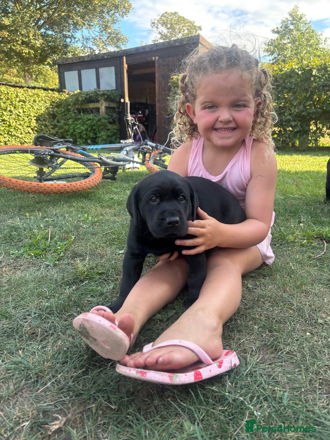 Labrador Retriever dogs for sale: Beautiful litter of Labradors - Image 5
