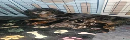 Miniature Dachshund dogs for sale: Last beautiful long haired fur baby - Advert 2