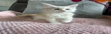 Cream boy