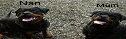 Rottweiler dogs for sale: KC registered Health Tested Puppies  - Advert 17