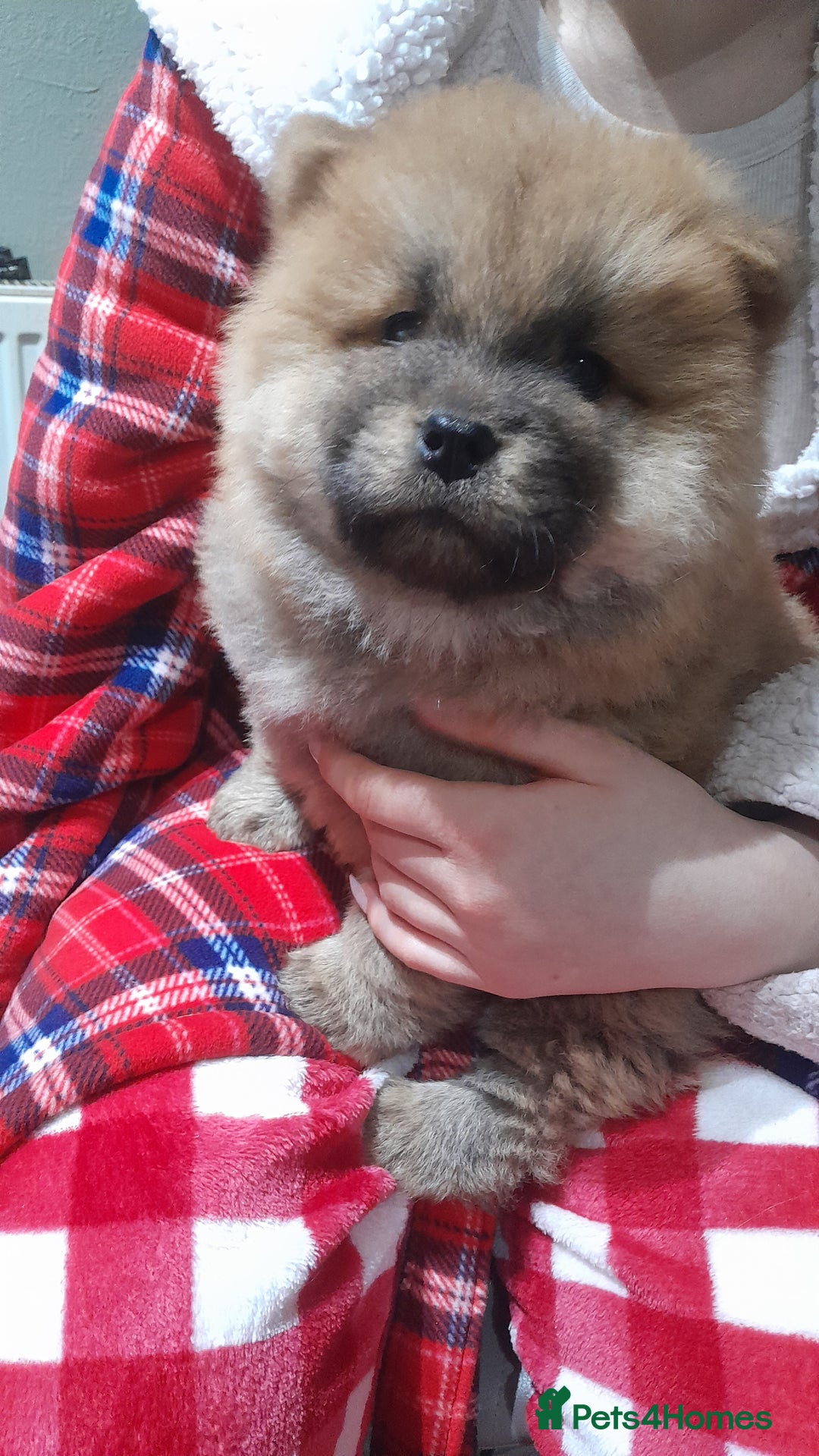 Chow Chow dogs for sale: Chow chow puppies  - Advert 9