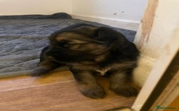 German Shepherd dogs for sale: Long-Medium hair pure bred German Shepherds 🇩🇪 - Image 6