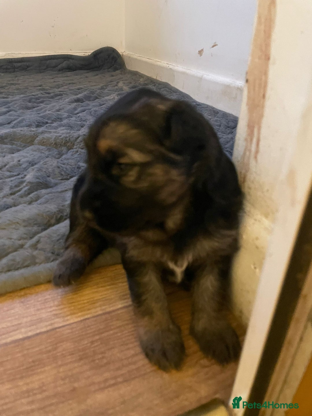 German Shepherd dogs for sale: Long-Medium hair pure bred German Shepherds 🇩🇪 - Image 6