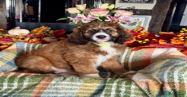 Bernedoodle dogs 3 left tri colour bernedoodle puppies girls only  - Advert 3