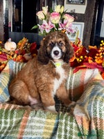 Bernedoodle dogs 3 left tri colour bernedoodle puppies girls only - Advert 5