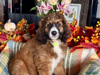 Bernedoodle dogs 5 tri colour bernedoodle puppies girls only - Advert 4