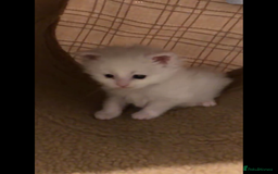 Maine Coon cats for sale: White Maine Coon GCCF - Image 11