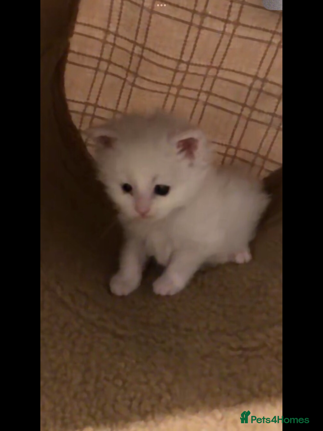 Maine Coon cats for sale: White Maine Coon GCCF - Image 11