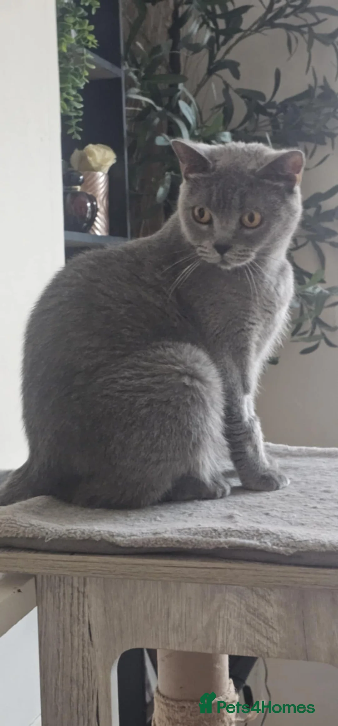 British Shorthair cats for sale: British shorthair cat GCCF - Advert 5