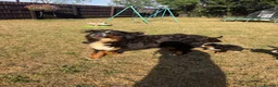 Bernese Mountain Dog dogs for sale:  Bernese mountain dog puppies in Chippenham - Advert 3
