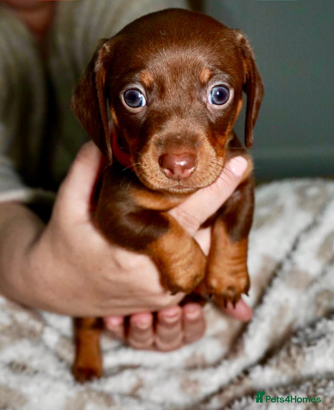 Miniature Dachshund dogs Last remaining pup KC Reg Miniature Dachshund pups - Advert 2