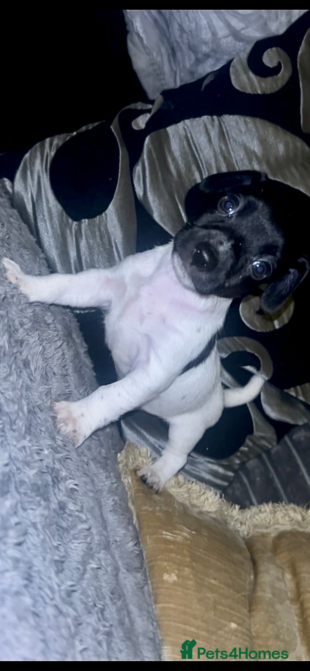 Jack Russell dogs for sale: Miniature jack Russel puppies ready for new home ! - Advert 2