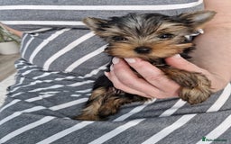 Yorkshire Terrier dogs for sale: Two Amazing Boys!!! in Halesowen - Image 25