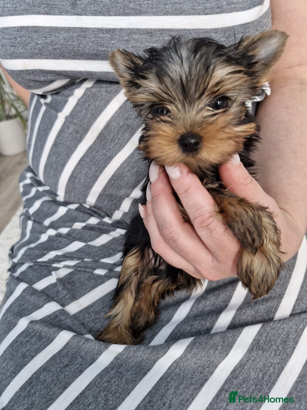 Yorkshire Terrier dogs for sale: Two Amazing Boys!!! in Halesowen - Image 25
