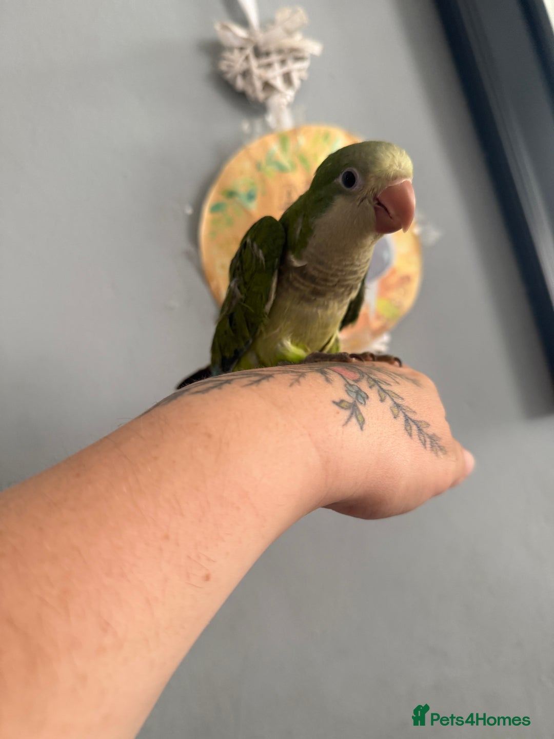 Parrots birds for sale: Hand reared baby Quaker parrots 3left ‼️ - Image 3