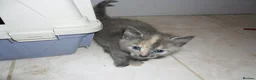 Mixed Breed cats for sale: 8 BEAUTIFUL KITTENS FOR SALE TO LOVING HOMES - Advert 4