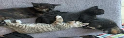 Mixed Breed cats for sale: 4 beautiful kittens ready to go in Braintree - Advert 8