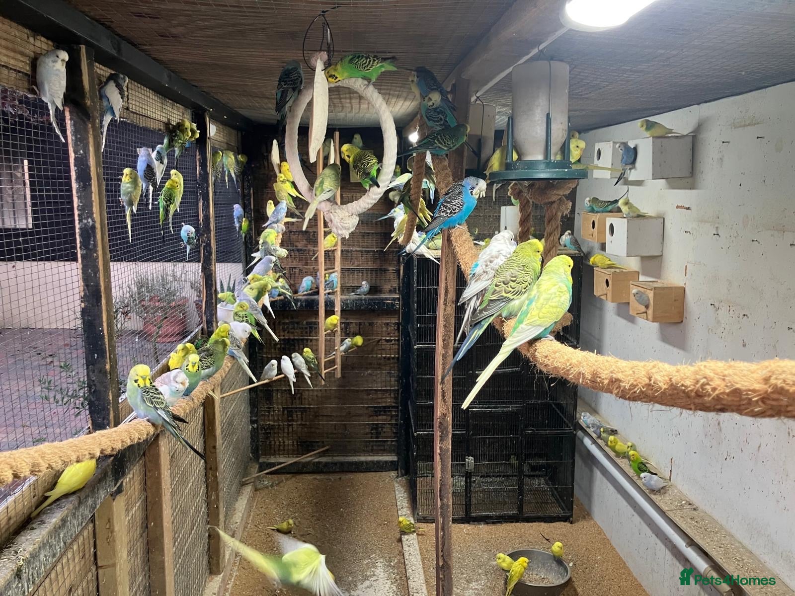 Budgerigars birds Budgies for sale (over 100 to chose from) - Advert 1