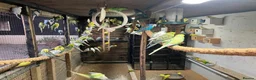 Budgerigars birds for sale: Budgies for sale (over 100 to chose from) - Advert 1