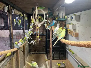 Budgerigars birds Budgies for sale (over 100 to chose from) - Advert 1