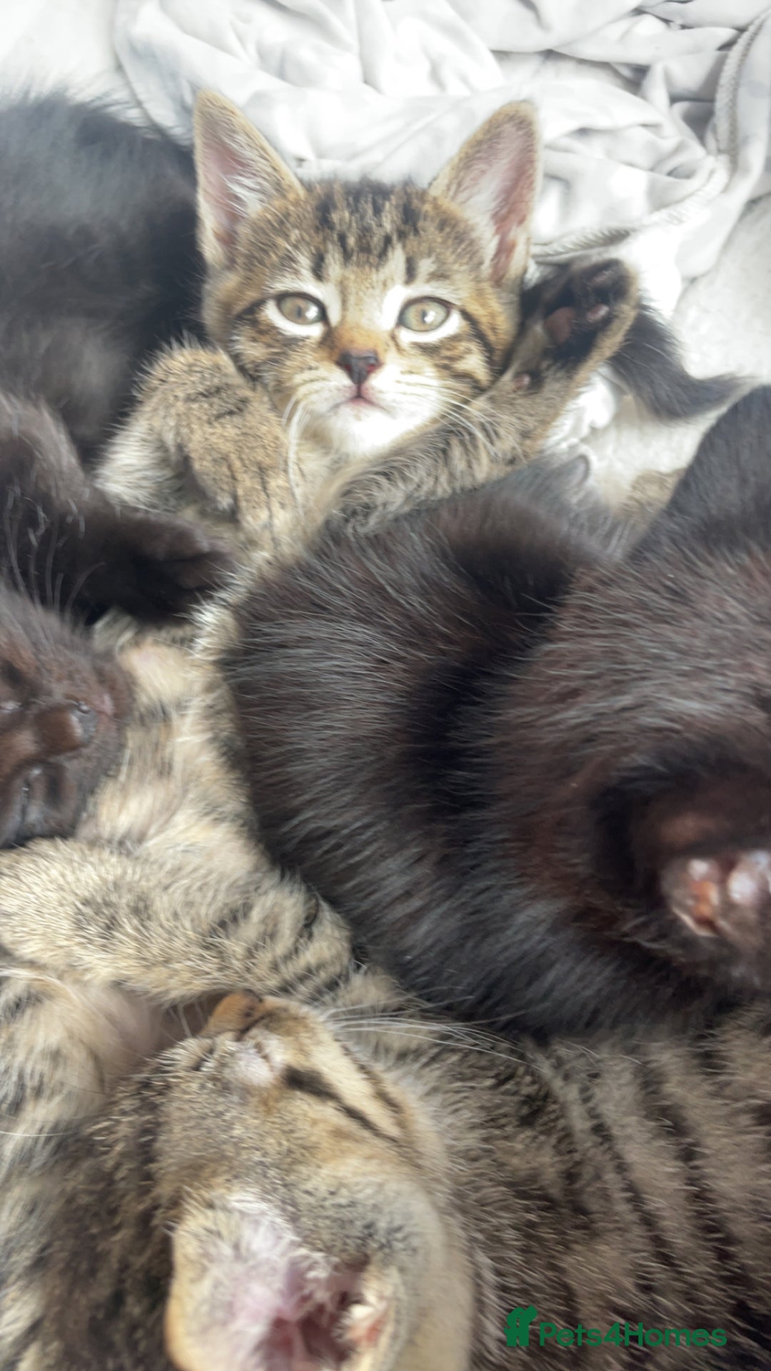 Mixed Breed cats for sale: 5 beautiful kittens ready to go! - Image 7
