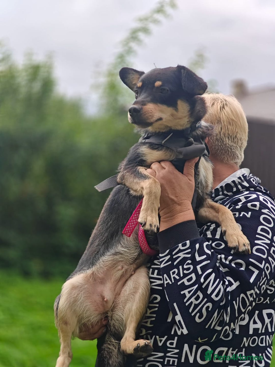 Mixed Breed dogs for adoption: 💖🐶 BUKA 🐶💖 - Image 5