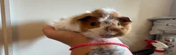 Guinea Pig rodents for sale: Gorgeous piggie ready for new home  - Advert 6