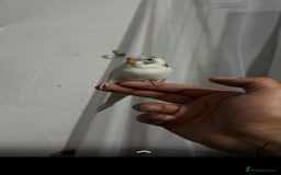 Budgerigars birds for sale: Budgie  - Image 1