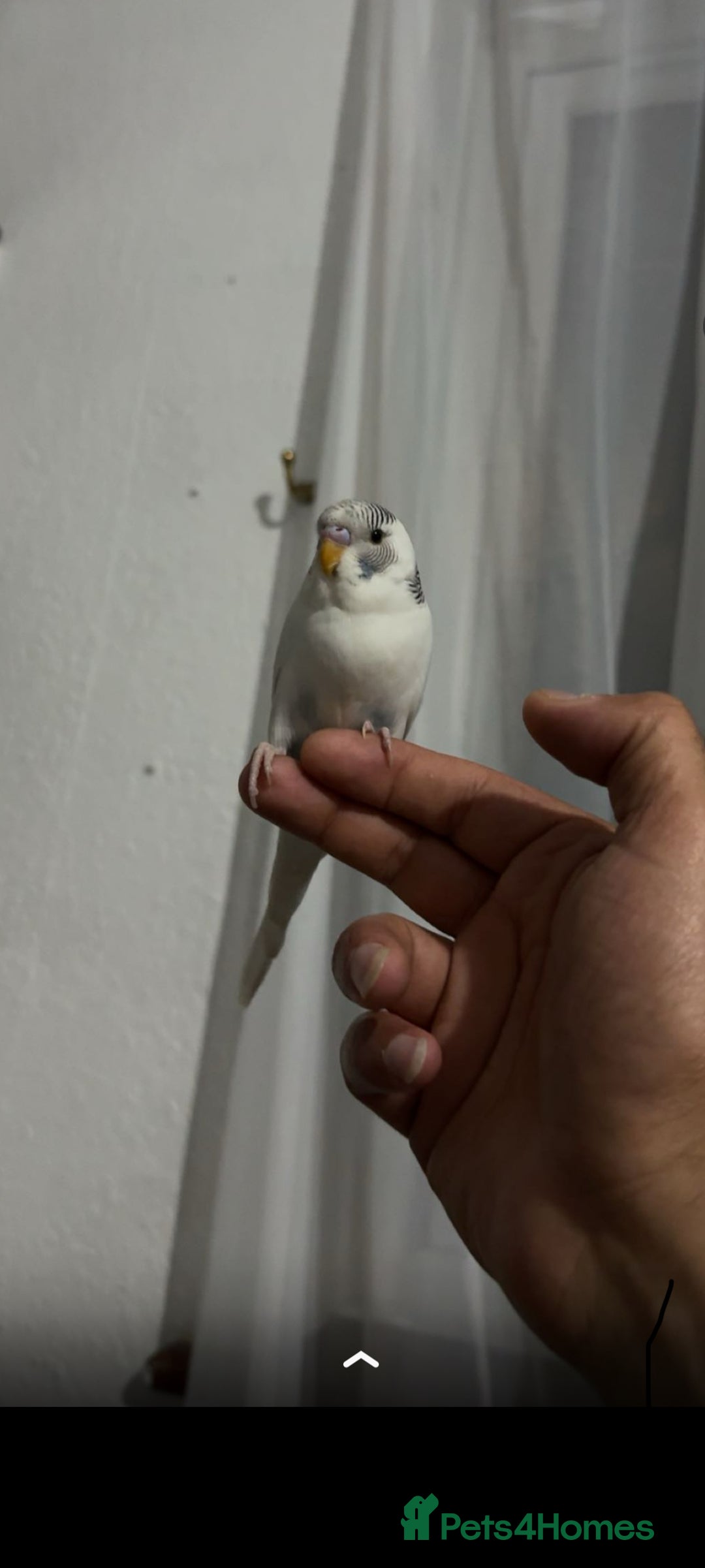 Budgerigars birds for sale: Budgie  - Image 1