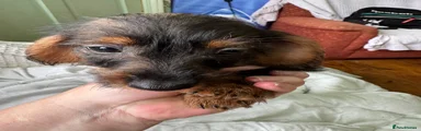 Mixed Breed 3