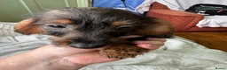 Mixed Breed dogs for sale: 3/4 dauschund 1/4 yorkie pups  - Advert 5