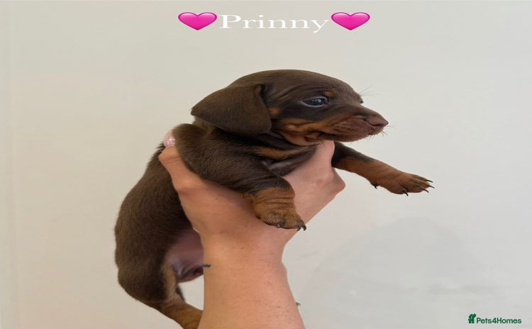 Dachshund dogs - Advert 7