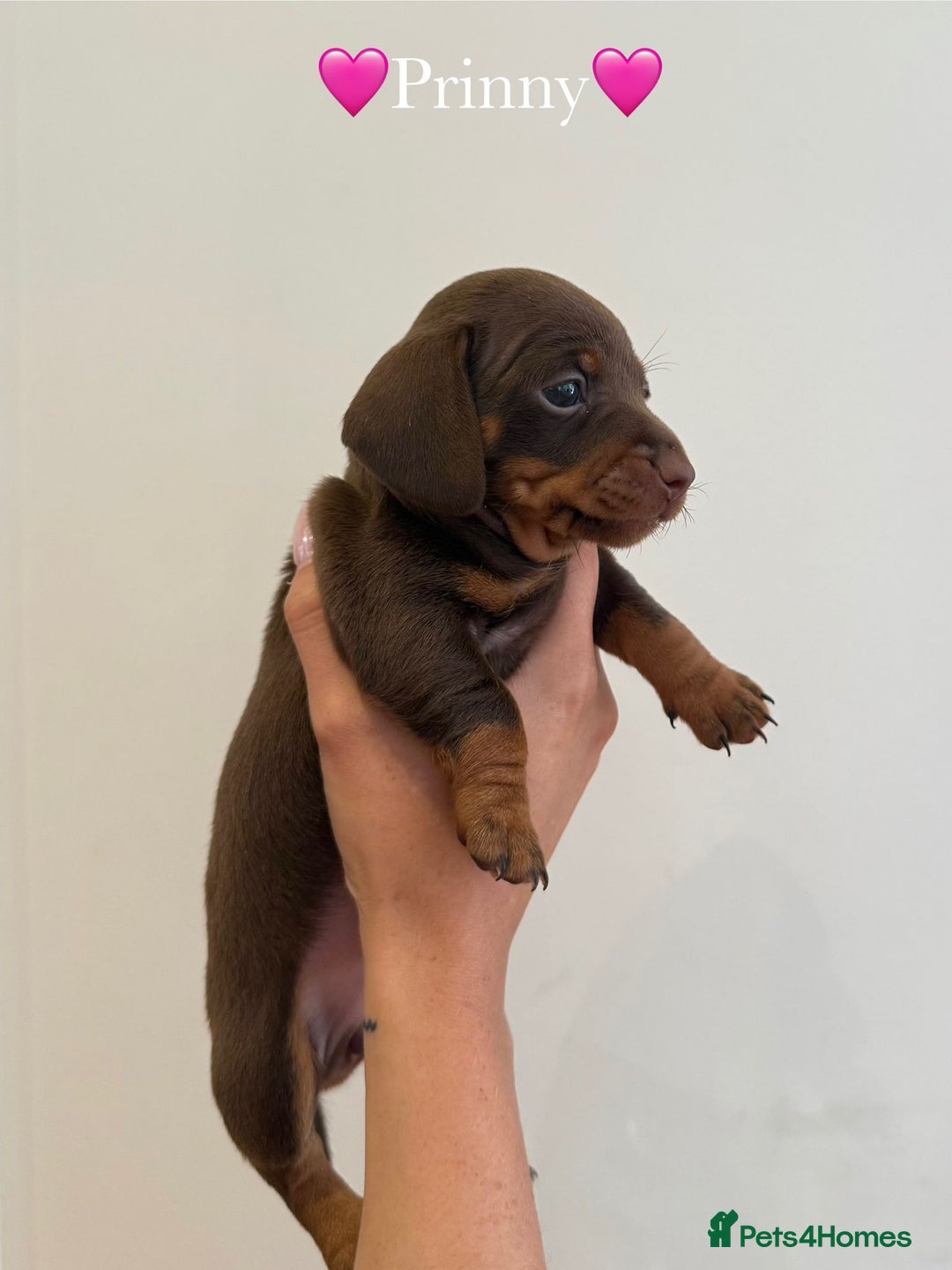 Dachshund dogs for sale: dachshund puppy’s for sale - Image 1