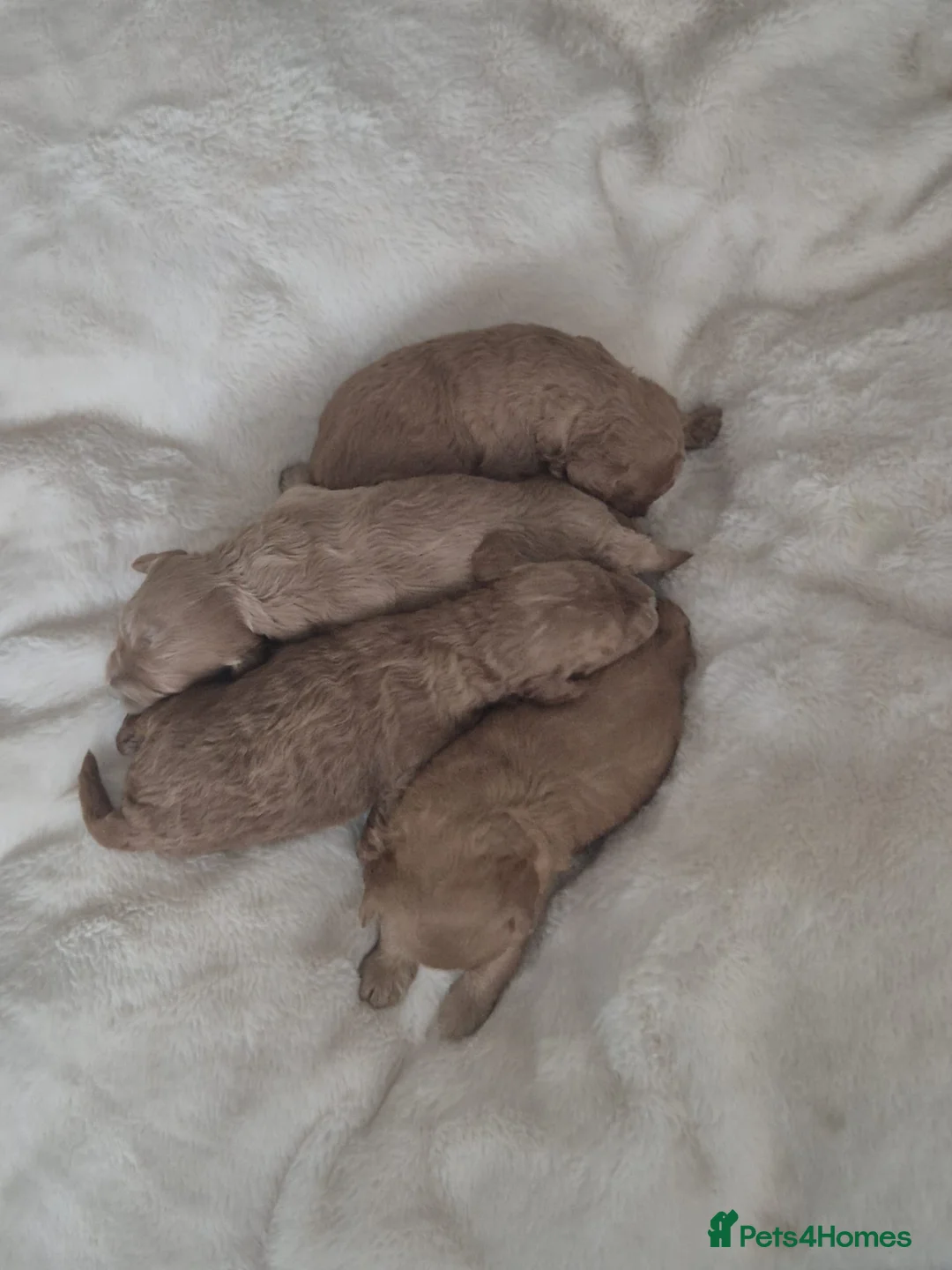 Cavapoo dogs for sale: EXTENSIVELY HEALTH TESTED CAVERPOO PUPS - Advert 2