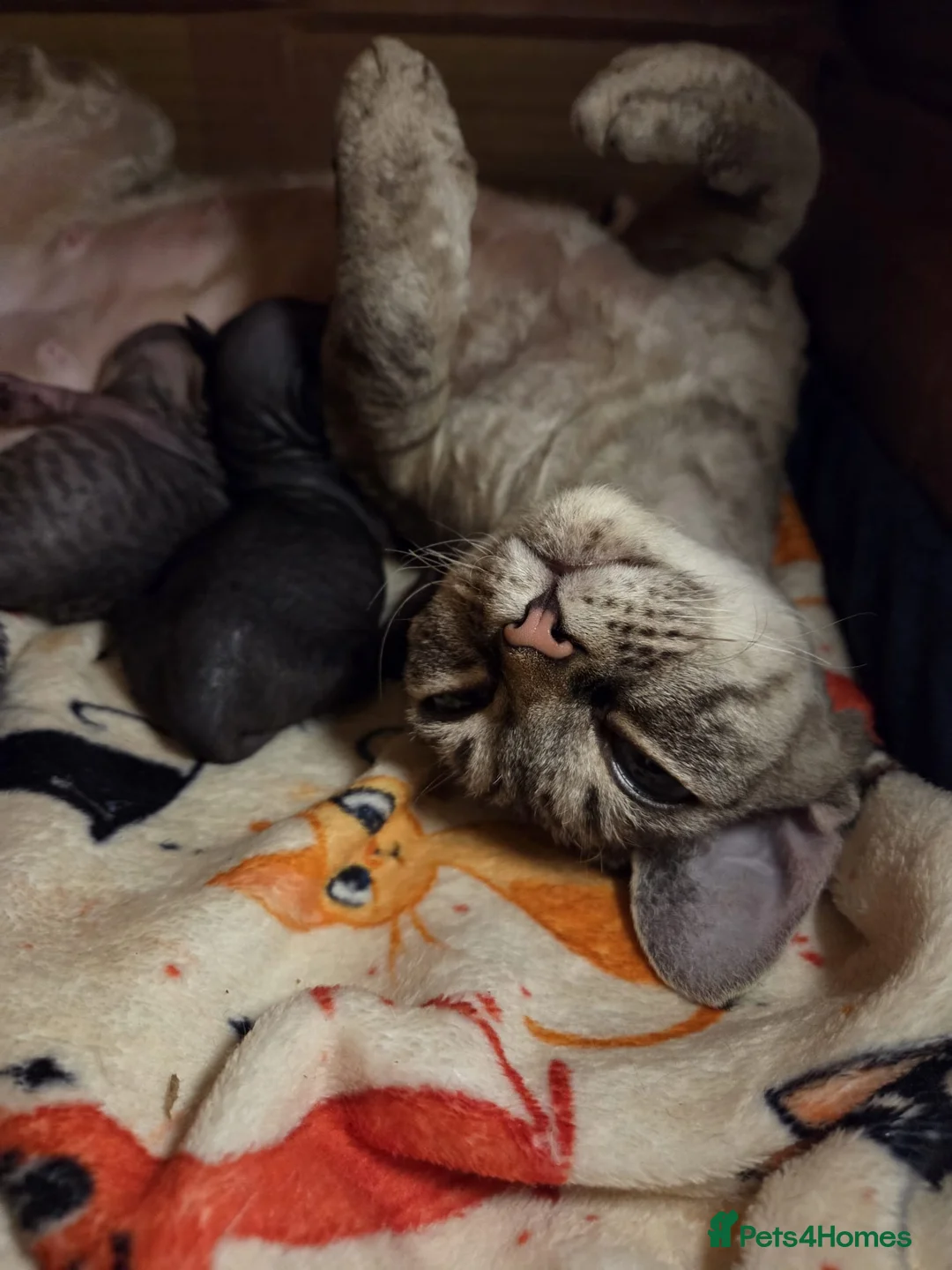 Devon Rex cats for sale: Beautiful Devon Rex Kittens 💛 - Advert 2