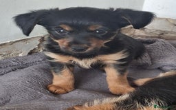 Mixed Breed dogs for sale: One healthy Dorkie ready to go  - Image 14