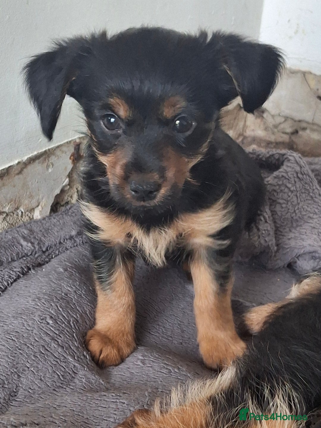 Mixed Breed dogs for sale: One healthy Dorkie ready to go  - Image 14
