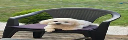 Bichon Frise dogs for stud: Bichon frise for stud only, not for sale! in Wellingborough - Advert 7