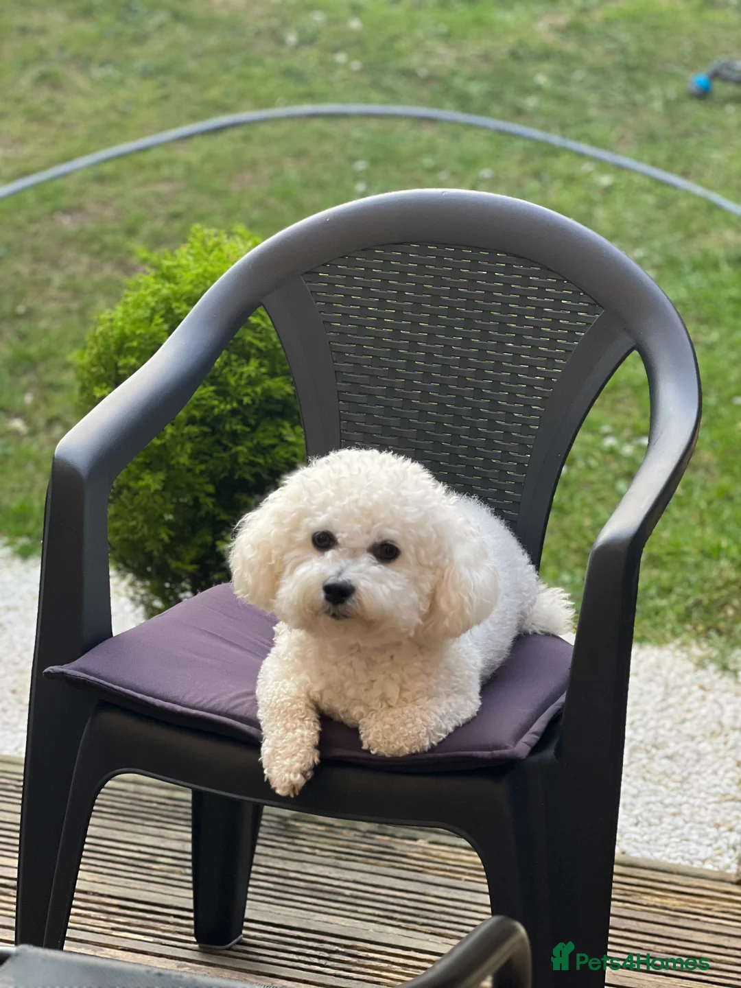 Bichon Frise dogs for stud: Bichon frise for stud only, not for sale! in Wellingborough - Advert 7