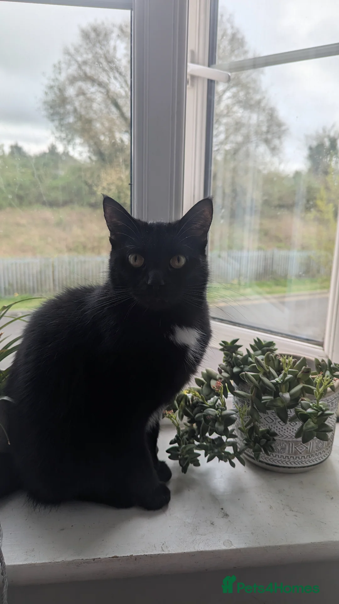 Mixed Breed cats for sale: Salem (FREE) - Advert 4