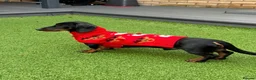 Dachshund dogs for stud: Rex   in Telford - Advert 5