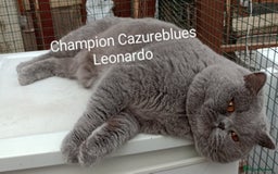 British Shorthair cats for stud: Gccf Active Lilac Stud Blood B NO LH in Manchester - Image 12
